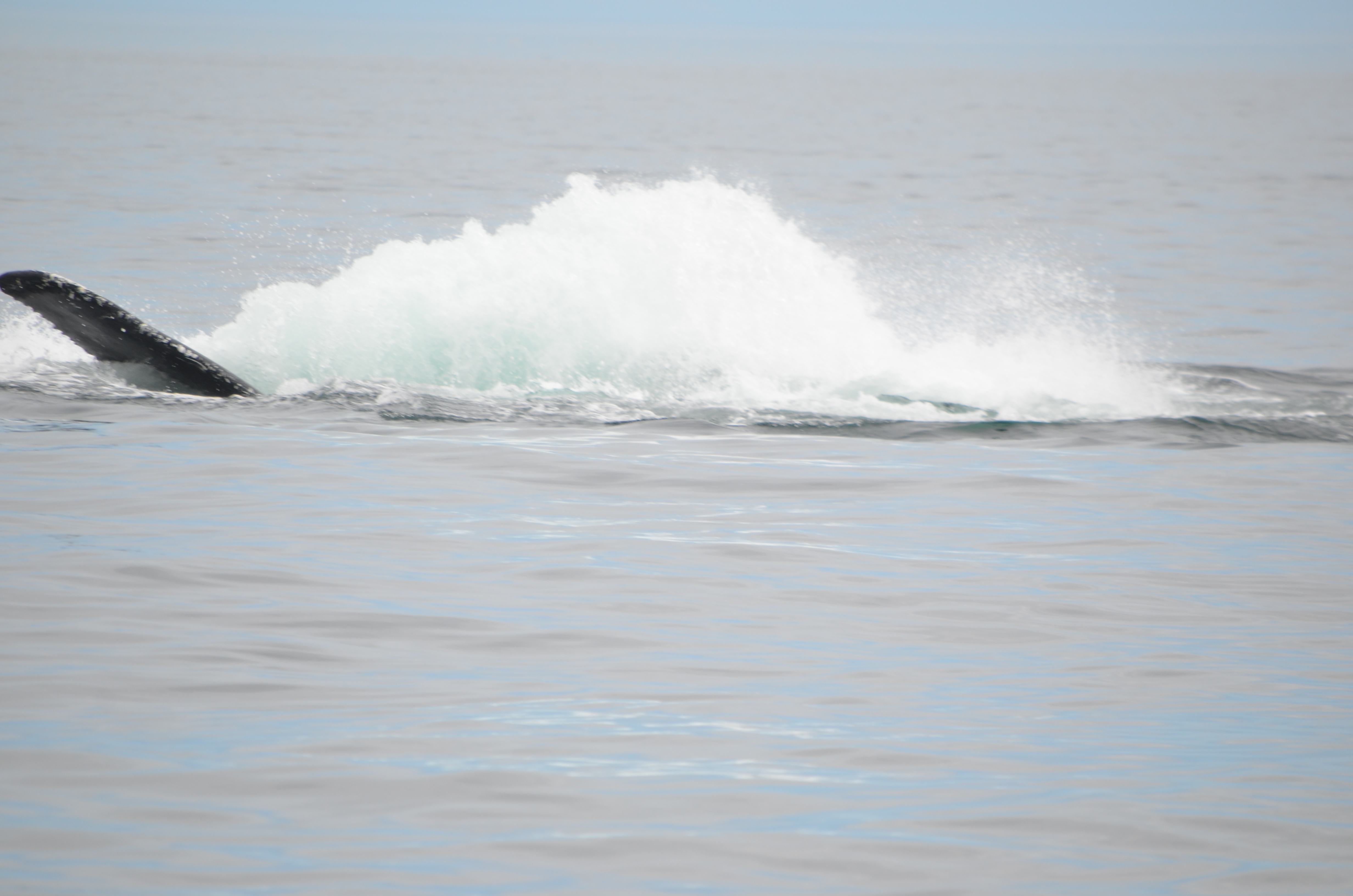 photos/wildlife/Mammal_Species/Humpback Whale/DSC_0173.JPG